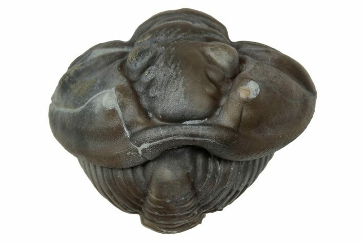 Wide Enrolled Flexicalymene Trilobite - Mt Orab, Ohio #347260